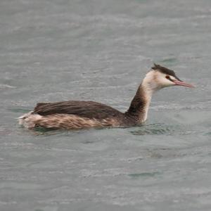 Great Crested Grebe