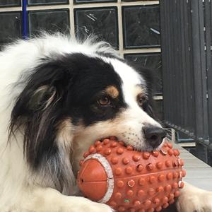 Australian Shepherd