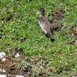 Ring Ouzel