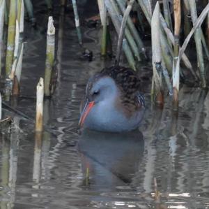 Water Rail