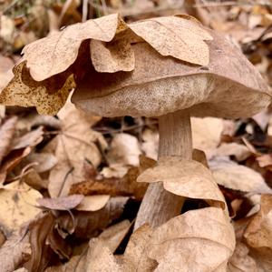 Scaber Stalk, Common