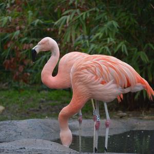 Rosaflamingo