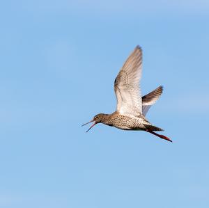 Common Redshank