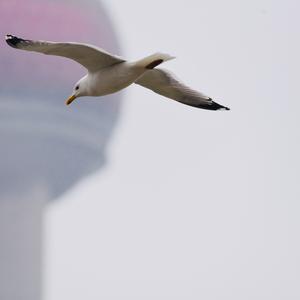 Mew Gull