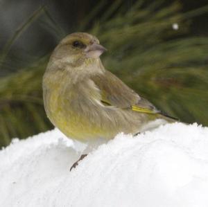 European Greenfinch