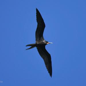 Magnificent Frigatebird