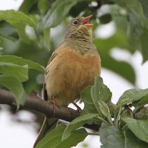 Ortolan Bunting