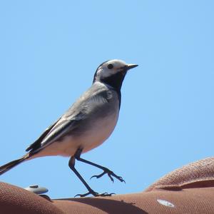 White Wagtail