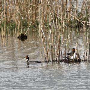 Great Crested Grebe