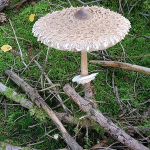 Parasol Mushroom