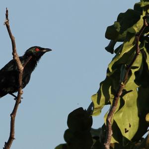 Asian Glossy Starling