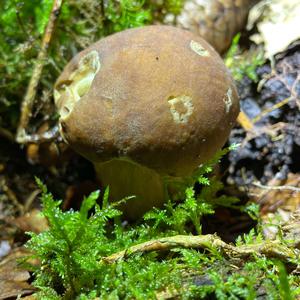 Summer Bolete