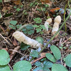 Gemeine Stinkmorchel