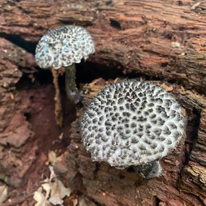 Old Man of the Woods