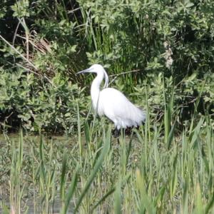 Little Egret