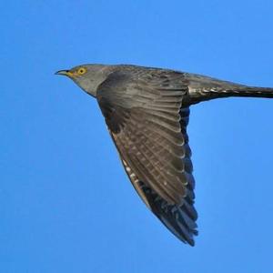 Common Cuckoo