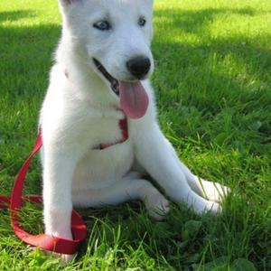 Siberian Husky