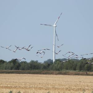 Common Crane
