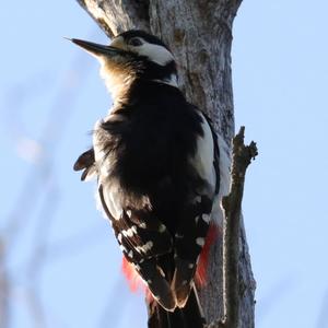 Great Spotted Woodpecker