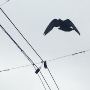 Rock Pigeon