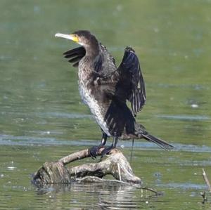 Kormoran