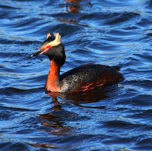 Horned Grebe