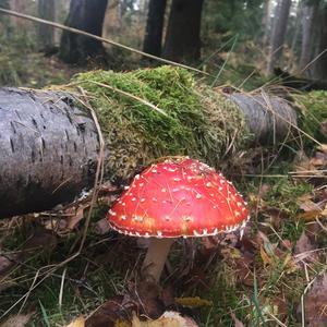 Fly Agaric