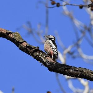 Middle Spotted Woodpecker