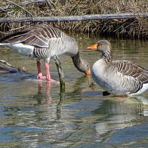 Greylag Goose