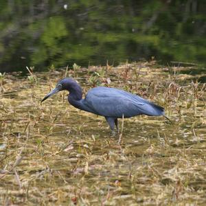 Little Blue Heron