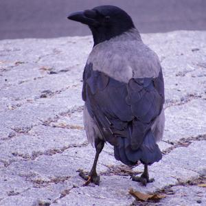 Hooded Crow