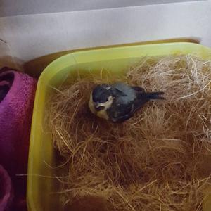 Great Tit