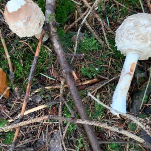 Unknown Species