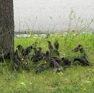Common Starling