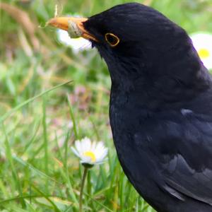 Eurasian Blackbird