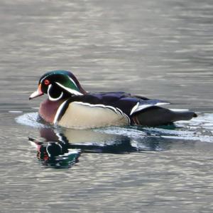 Wood Duck
