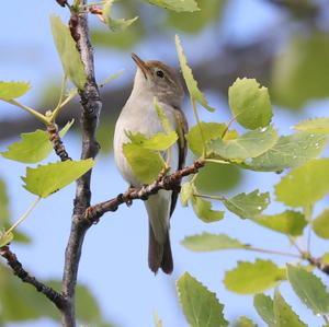 Willow Warbler