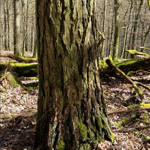 Larch (European)