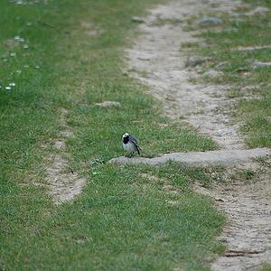 White Wagtail