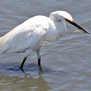 Little Egret