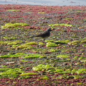 Cape Wagtail