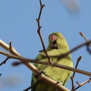 Rose-ringed Parakeet