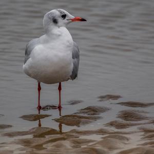 Silbermöwe