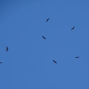 Griffon Vulture