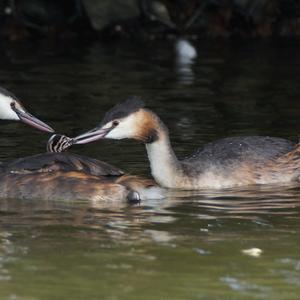 Great Crested Grebe