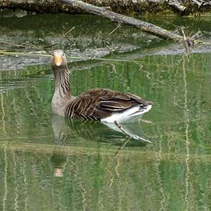 Greylag Goose