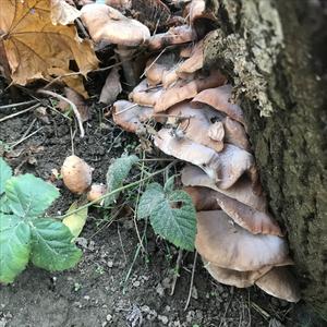Unknown Species