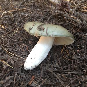 Tacky Green Russula