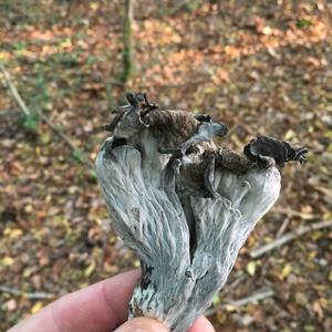 Cantharellus cinereus