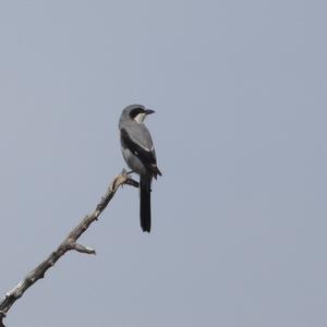 Great Grey Shrike